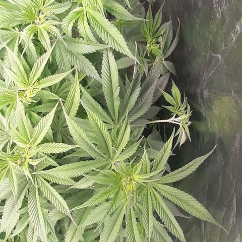 Think Tank growlog timeline photo