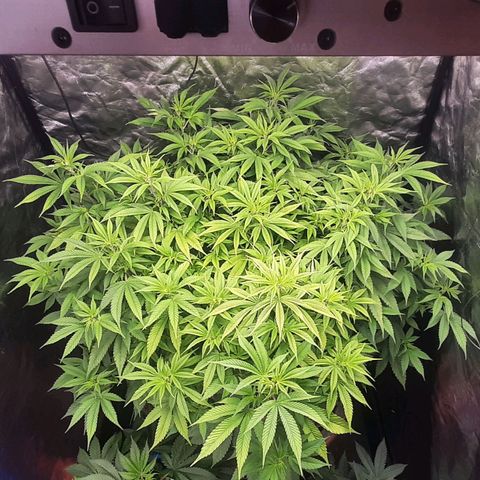 Think Tank growlog timeline photo