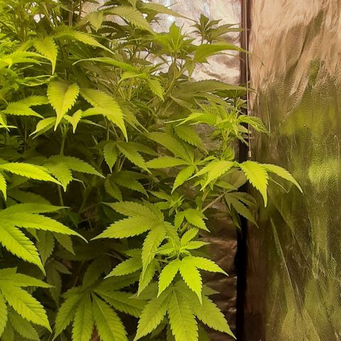 Think Tank growlog timeline photo