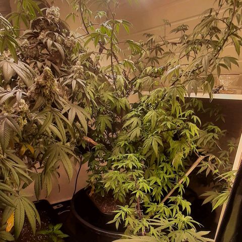 Mehrere Oreoz Pflanzen und Zyklen  growlog timeline photo