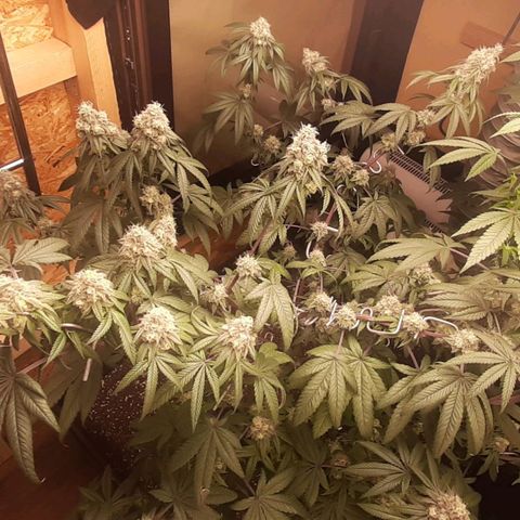 Mehrere Oreoz Pflanzen und Zyklen  growlog timeline photo