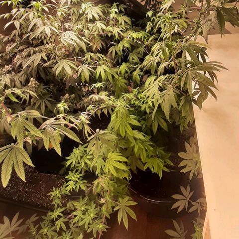 Mehrere Oreoz Pflanzen und Zyklen  growlog timeline photo