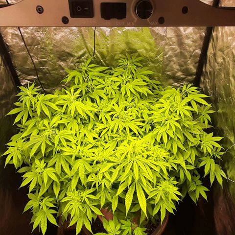 Think Tank growlog timeline photo