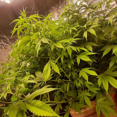 Think Tank growlog timeline photo