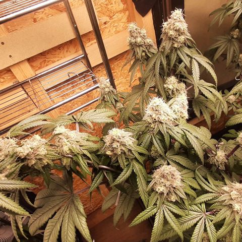 Mehrere Oreoz Pflanzen und Zyklen  growlog timeline photo