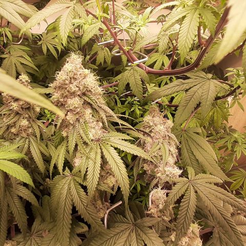 Mehrere Oreoz Pflanzen und Zyklen  growlog timeline photo