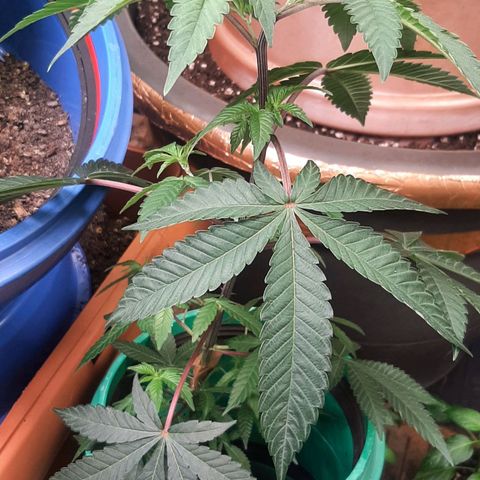 Mehrere Oreoz Pflanzen und Zyklen  growlog timeline photo