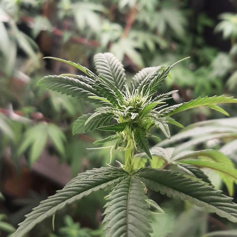 Mehrere Oreoz Pflanzen und Zyklen  growlog timeline photo