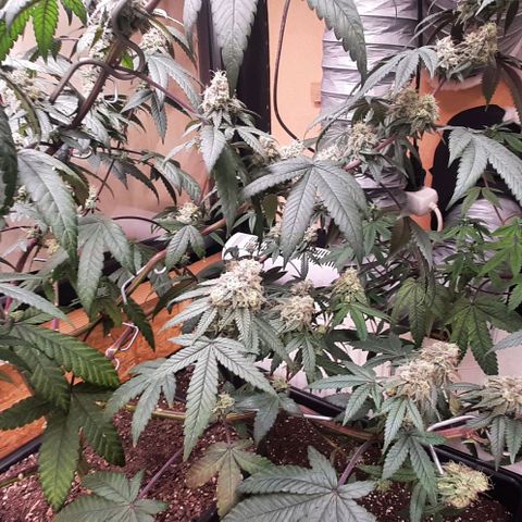 Mehrere Oreoz Pflanzen und Zyklen  growlog timeline photo