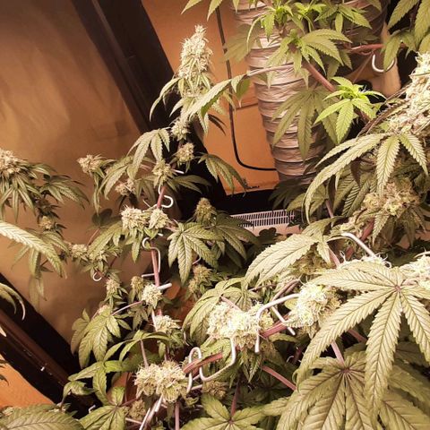 Mehrere Oreoz Pflanzen und Zyklen  growlog timeline photo