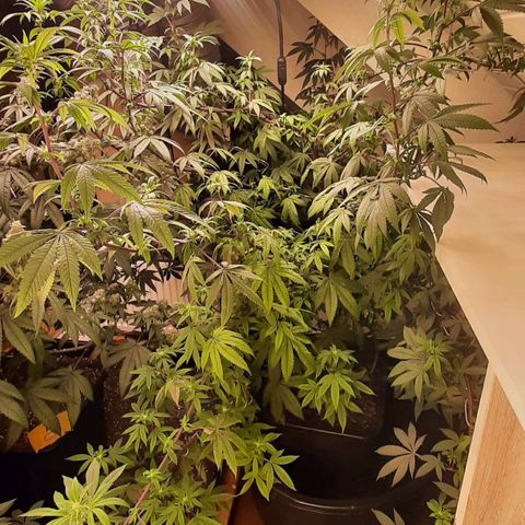 Mehrere Oreoz Pflanzen und Zyklen  growlog timeline photo