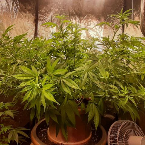 Think Tank growlog timeline photo