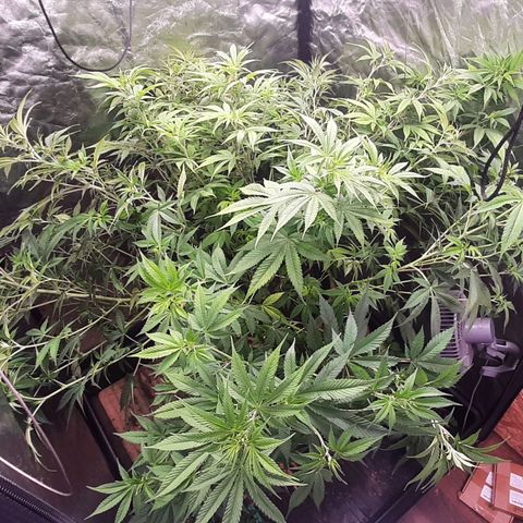 Think Tank growlog timeline photo