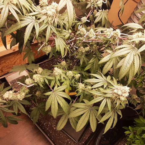 Mehrere Oreoz Pflanzen und Zyklen  growlog timeline photo