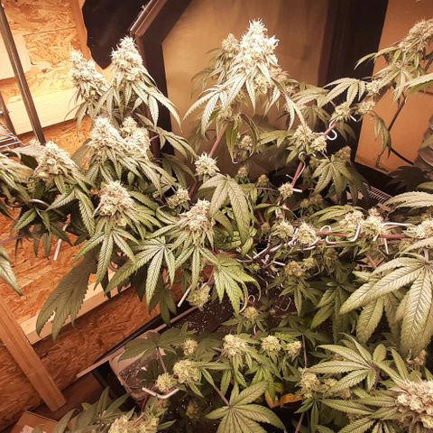 Mehrere Oreoz Pflanzen und Zyklen  growlog timeline photo