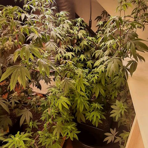 Mehrere Oreoz Pflanzen und Zyklen  growlog timeline photo