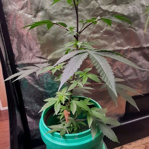 Mehrere Oreoz Pflanzen und Zyklen  growlog timeline photo