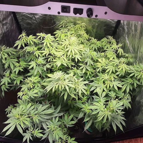 Think Tank growlog photo: Etwa 6 Std nach dem Träning.