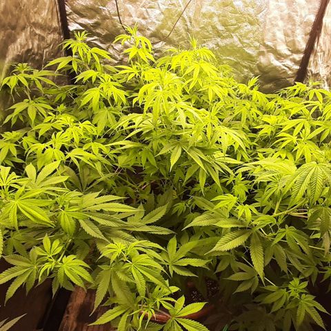 Think Tank growlog photo: Ich mag die Pflanze, wenn sie Quallitativ jetzt auch wirklich hält was Versprochen wird habe ich einen persönlichen neuen Favoriten. 