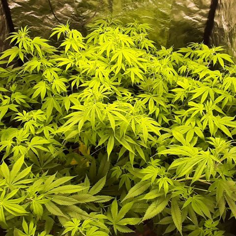 Think Tank growlog photo: Ich mag die Pflanze, wenn sie Quallitativ jetzt auch wirklich hält was Versprochen wird habe ich einen persönlichen neuen Favoriten. 