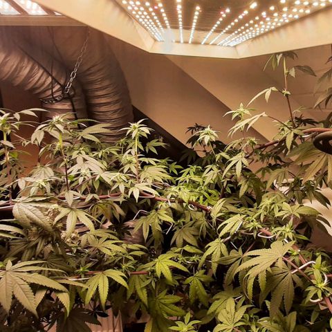 Mehrere Oreoz Pflanzen und Zyklen  growlog photo: Ich finde die beiden schon echt hübsch.