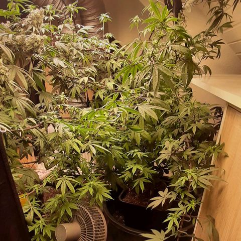 Mehrere Oreoz Pflanzen und Zyklen  growlog photo: Ich finde die beiden schon echt hübsch.