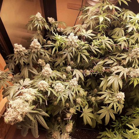 Mehrere Oreoz Pflanzen und Zyklen  growlog photo: Ich finde die beiden schon echt hübsch.