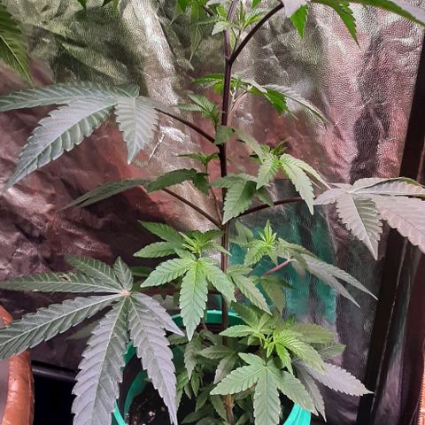 Mehrere Oreoz Pflanzen und Zyklen  growlog photo: Ich finde die beiden schon echt hübsch.