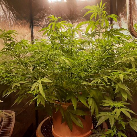 Think Tank growlog timeline photo