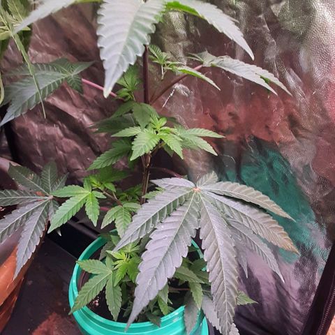 Mehrere Oreoz Pflanzen und Zyklen  growlog timeline photo