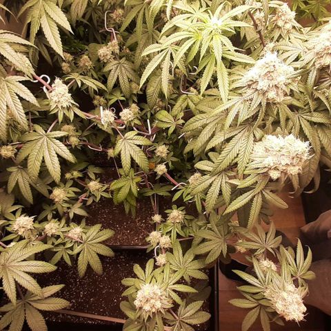 Mehrere Oreoz Pflanzen und Zyklen  growlog timeline photo