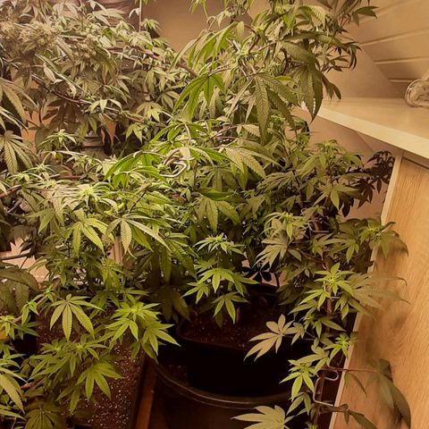 Mehrere Oreoz Pflanzen und Zyklen  growlog timeline photo