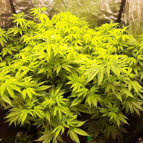 Think Tank growlog timeline photo