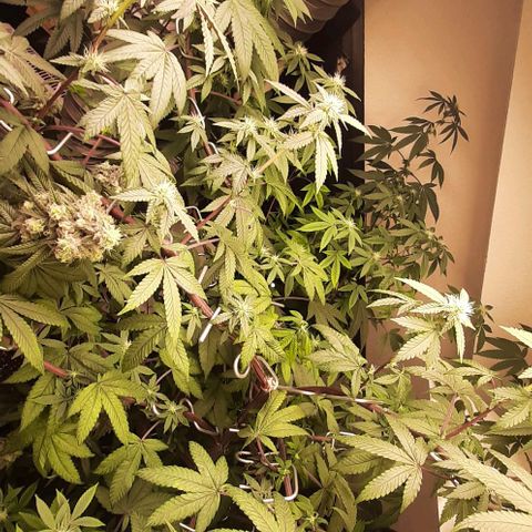 Mehrere Oreoz Pflanzen und Zyklen  growlog timeline photo