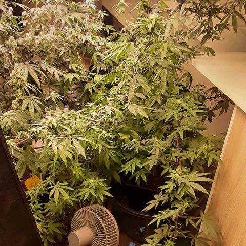 Mehrere Oreoz Pflanzen und Zyklen  growlog timeline photo