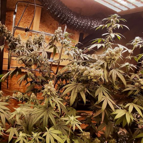 Mehrere Oreoz Pflanzen und Zyklen  growlog timeline photo