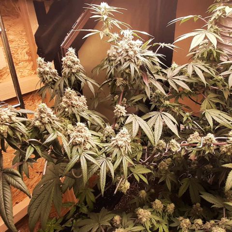 Mehrere Oreoz Pflanzen und Zyklen  growlog timeline photo