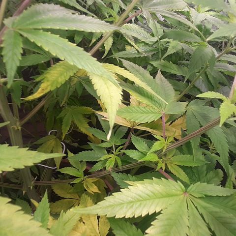 Think Tank growlog timeline photo