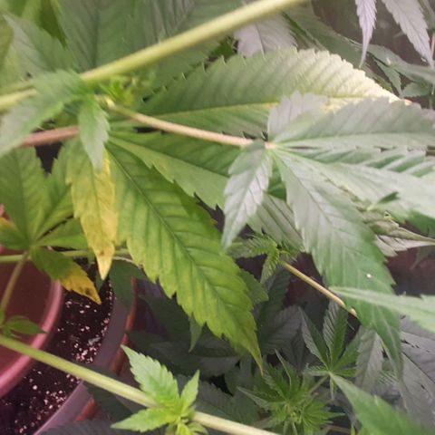 Think Tank growlog timeline photo