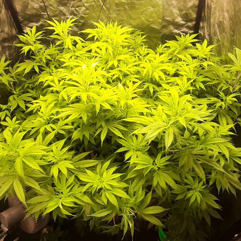 Think Tank growlog timeline photo