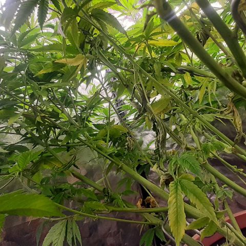 Think Tank growlog timeline photo