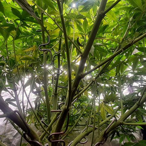 Think Tank growlog timeline photo