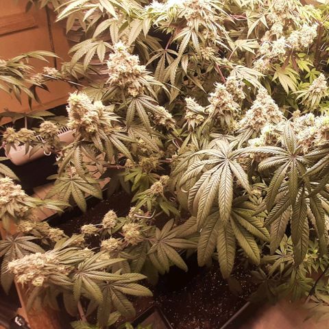 Mehrere Oreoz Pflanzen und Zyklen  growlog timeline photo