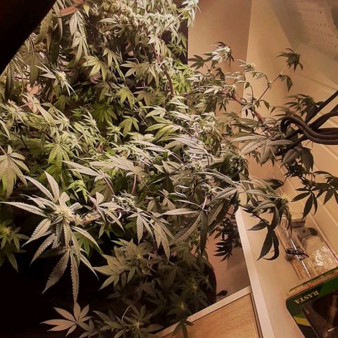 Mehrere Oreoz Pflanzen und Zyklen  growlog timeline photo