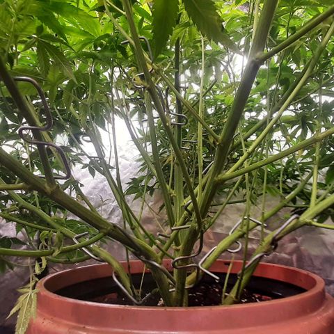 Think Tank growlog timeline photo