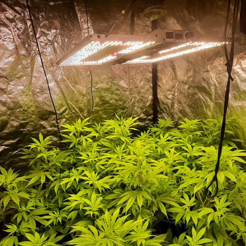 Think Tank growlog timeline photo