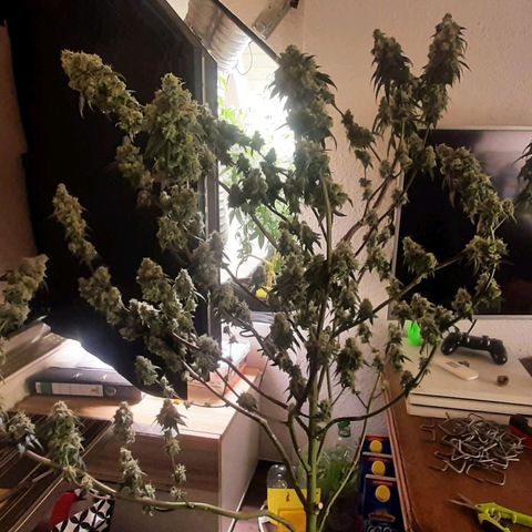 Mehrere Oreoz Pflanzen und Zyklen  growlog photo: Ernte, die andere brauchte mehr Licht aber von den Trichomrn her sieht sie schon gut aus.