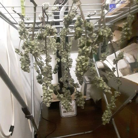 Mehrere Oreoz Pflanzen und Zyklen  growlog photo: Ernte, die andere brauchte mehr Licht aber von den Trichomrn her sieht sie schon gut aus.