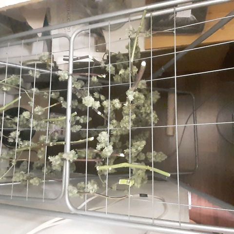 Mehrere Oreoz Pflanzen und Zyklen  growlog photo: Ernte, die andere brauchte mehr Licht aber von den Trichomrn her sieht sie schon gut aus.