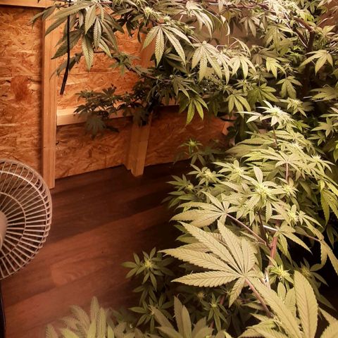 Mehrere Oreoz Pflanzen und Zyklen  growlog timeline photo